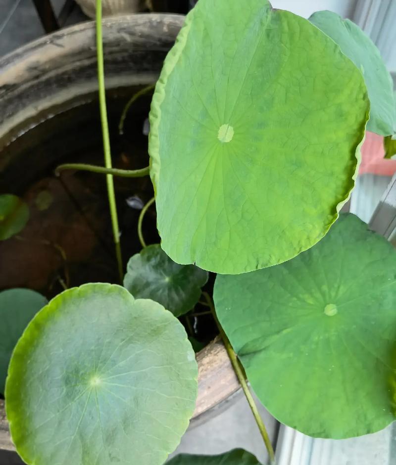 荷花的根（荷花根的形态及其生长环境）