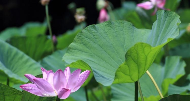 荷花生长环境条件及特点（水生植物之王的生命之源）