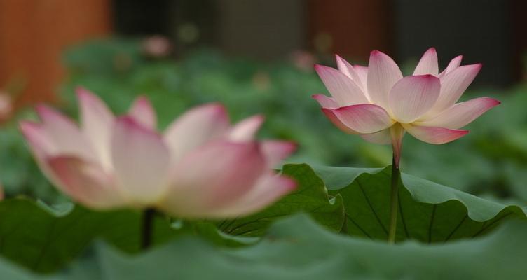 荷花开放季节探秘（夏天的荷花美景和养护技巧）