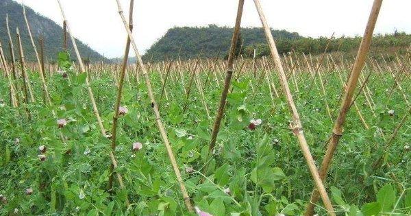 荷兰豆的冬季生存秘密（荷兰豆的冬季管理技巧）