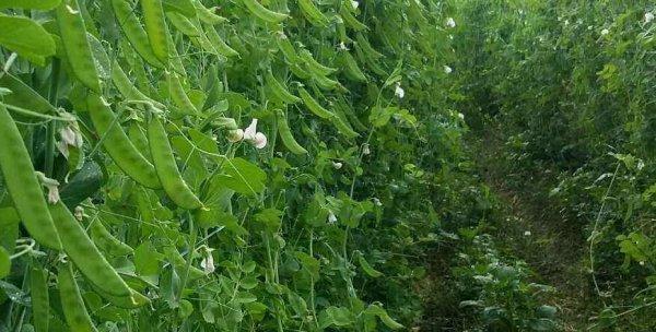 荷兰豆种植全攻略（几月份种植最适宜）