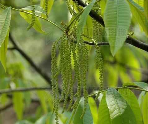 核桃种植技巧（种植核桃需要掌握的关键信息）