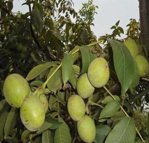 核桃树几年结果实的奥秘（从种植到结果实）