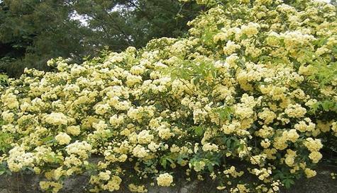 木香花的花语（传递柔情与感恩的花朵）