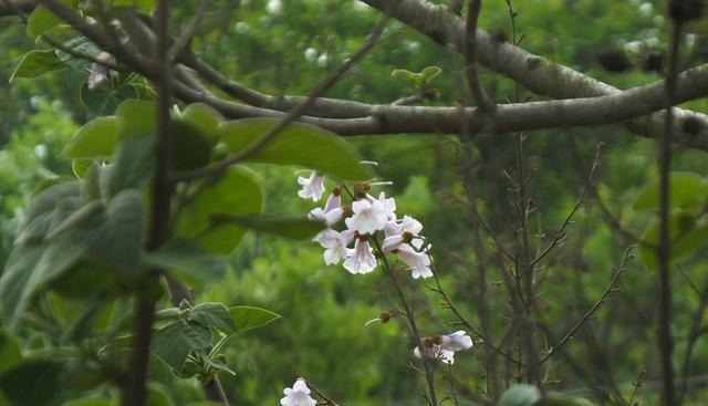 泡桐花语与其象征的美好（探寻泡桐花语的深层意义）