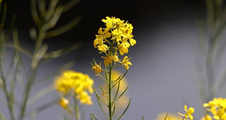 油菜花的花语——生命与希望的象征（追寻春天的微笑）