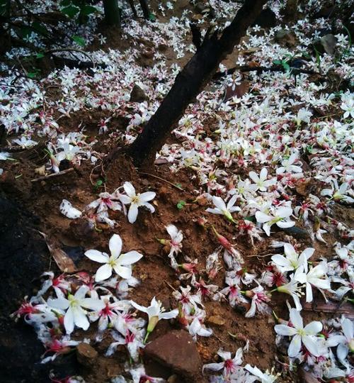 油桐花的花语（探寻油桐花的意义与传承）