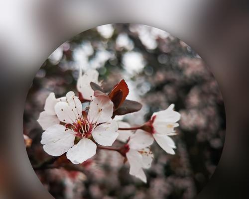 紫叶李的花语——寓意繁荣昌盛的代表（紫叶李）