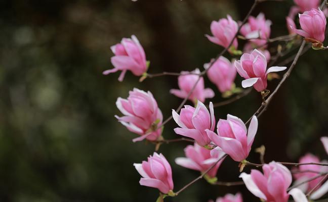 紫玉兰花语传达的情感与寓意（探索紫玉兰花语的奥秘与意义）