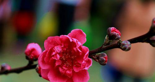 桃花的花语与传说（桃花的美丽与浪漫）