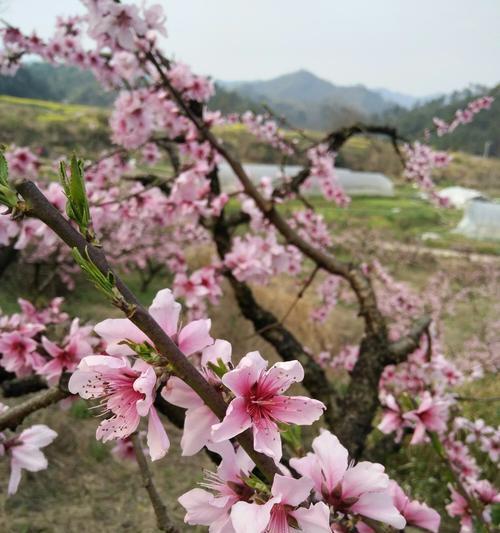 桃花的寓意和象征（桃花）