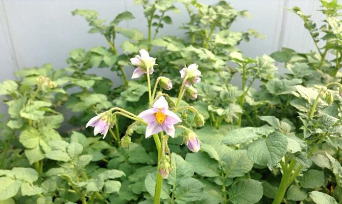 土豆开花的预示意义及寓意（探索土豆开花背后的奥秘与象征）