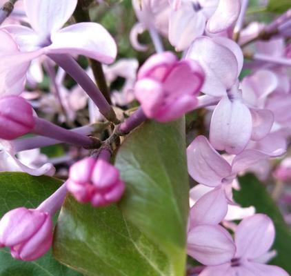 五瓣丁香花语（用花语诠释五瓣丁香的深情与浪漫）