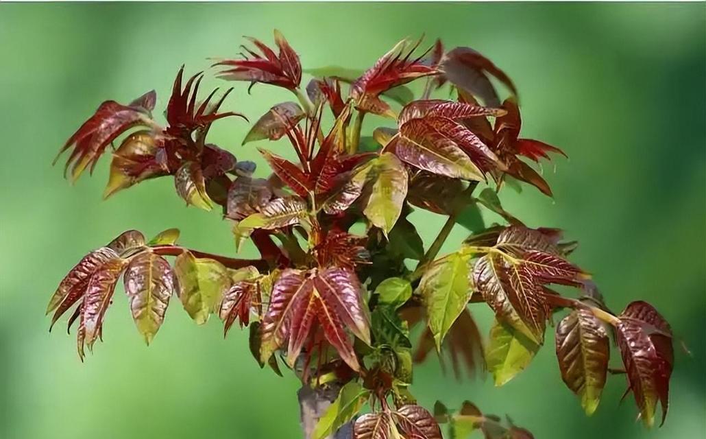 香椿树开花的神秘预示（解读香椿树开花背后的意义）