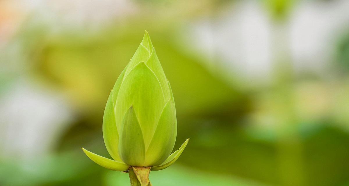 纯洁之美（世界上纯洁植物的盛开之美）