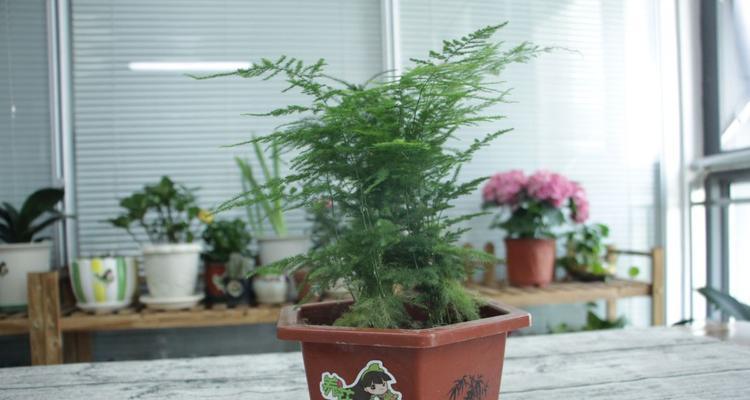 寄语教育者，以植物见证教师精神的力量（以植物为镜）