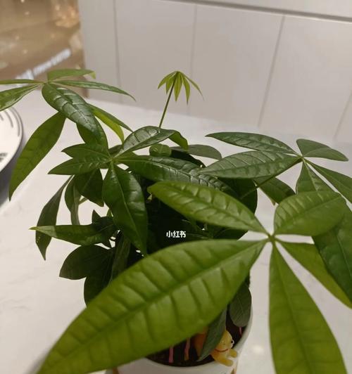 植物的努力奋斗（以象征努力奋斗的植物为主题）