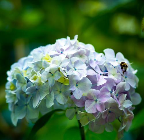 绣球花的花语与象征（探索绣球花的内涵与寓意）