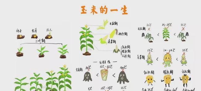 幸福树的繁殖与注意事项——培育幸福的方法