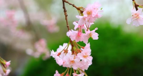 杏花是两性花吗（探究杏花的雄蕊与雌蕊）