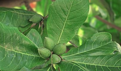 杏仁成熟季节详解（探究杏仁成熟的时间和方法）