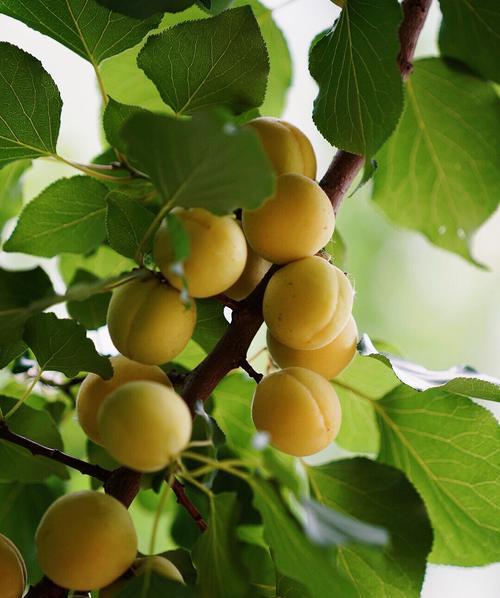 红杏是被子植物吗（探寻红杏的生物分类和特征）