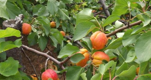 杏树开花结果全过程详解（从开花期到采摘期）