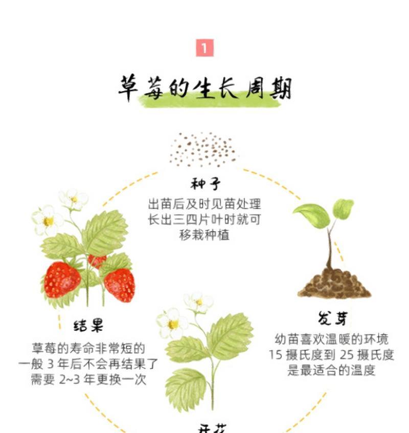 如何选取最佳时间和技术方法进行杏树芽接（掌握芽接技术）