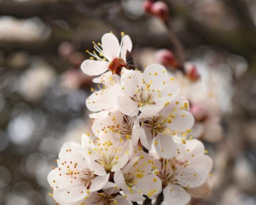 杏子树开花结果时间与知识（探究杏子树开花）