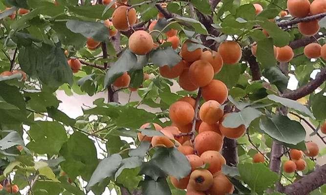 杏子树剪枝时间详解（合适的季节、正确的方法）