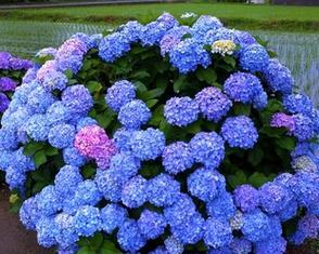 室内种植绣球花的技巧（打造室内美丽花园）