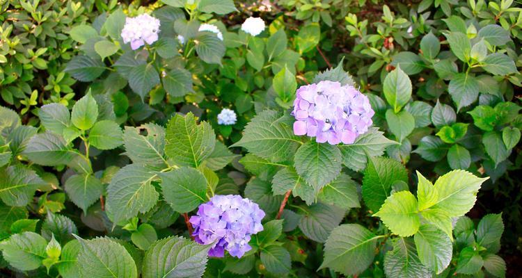 绣球花的生长条件与管理要点（探究绣球花的生存环境及喜好）