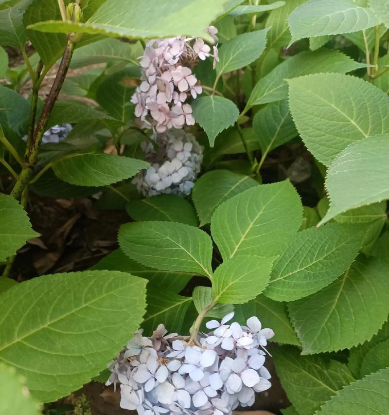 绣球花的开花时间和特点（秋天开花的神奇绣球花）