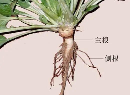 探秘须根系植物世界（从根系结构到植物生态）