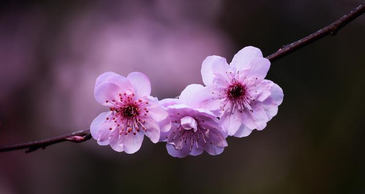 梅花花语（探索梅花的美丽与意义）