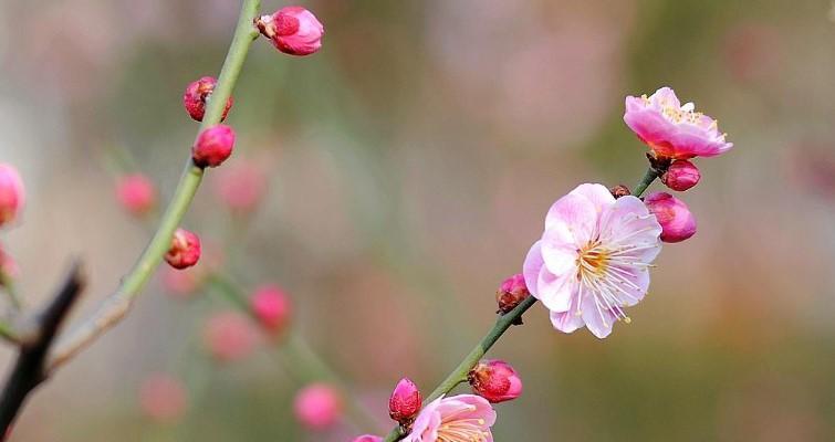 梅花的象征意义——坚韧不拔的生命力（一朵梅花的意义）