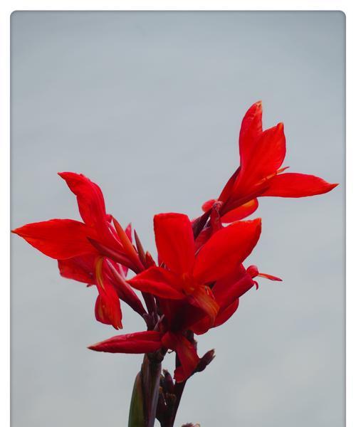 美人蕉的花语与传说（美人蕉的美丽诠释与神秘传说）