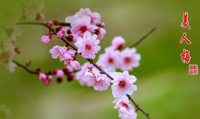 美人梅的花语（美人梅——寄情于红尘的花儿）