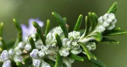 迷迭香的花语与意义（探索迷迭香花所传达的神秘信息）