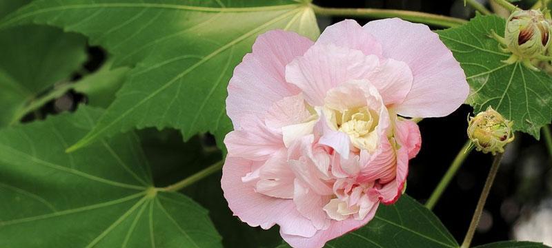 木芙蓉传说（凤凰涅槃之美）