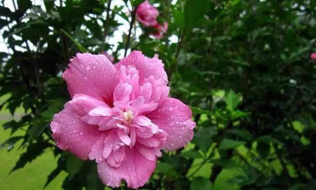 木槿花的花语和象征（探究木槿花所代表的情感和意义）