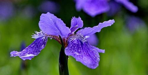 茑尾花花语的深意（用茑尾花传达心意）