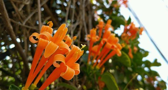 炮仗花花语（传递吉祥之意）