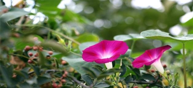 牵牛花的花语与寓意（解读牵牛花的浪漫情怀）