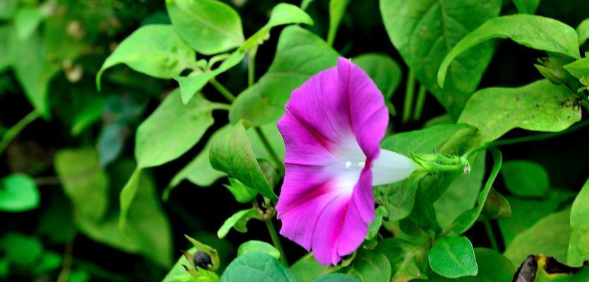 牵牛花（解析牵牛花的传说及花语）