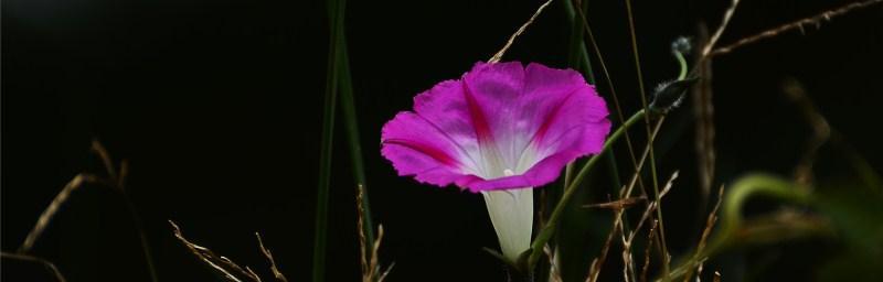 牵牛花（揭示牵牛花的美丽神话与内涵）