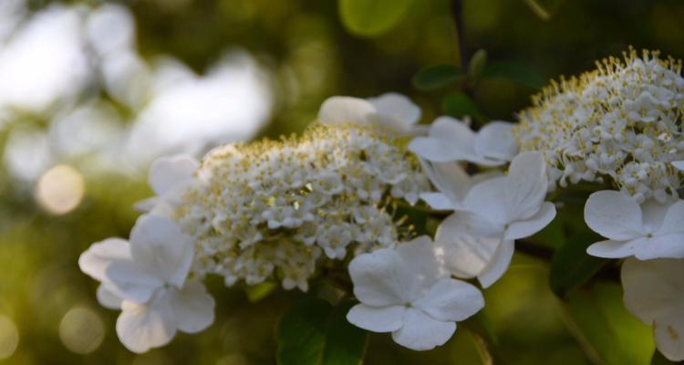 以琼花的花语——寓意美丽和纯洁（以琼花的花语及文化内涵）