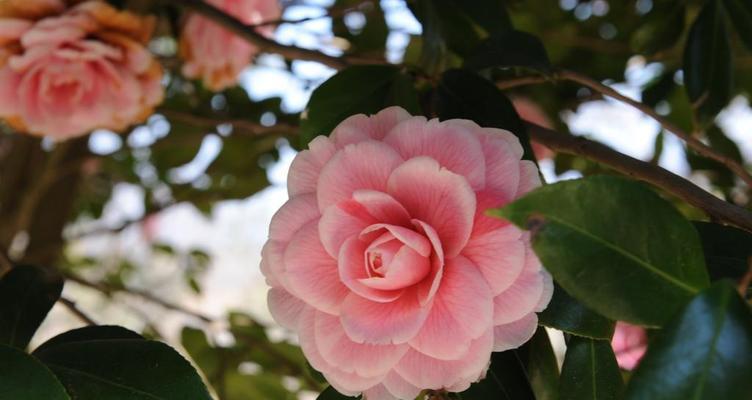 山茶花花语的含义及传承（解析山茶花的花语）