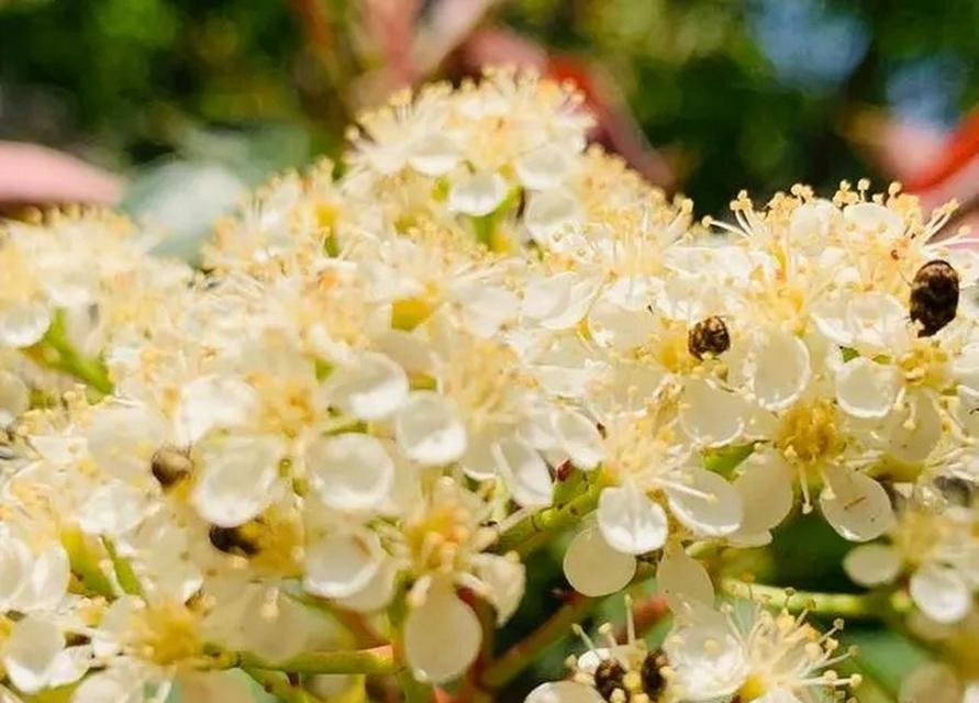 石楠花的花语与意义（探寻石楠花花语的深层含义）