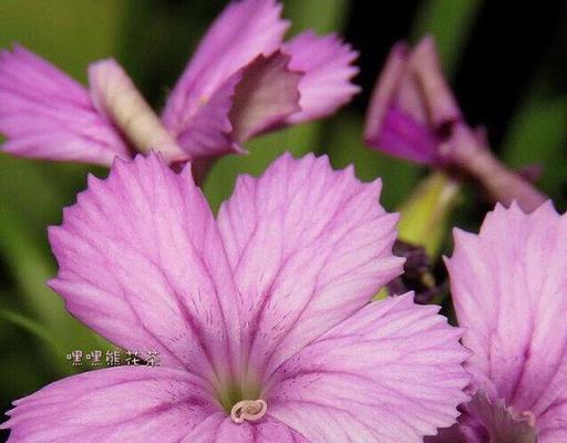 石竹花的花语与寓意（美丽的石竹花）